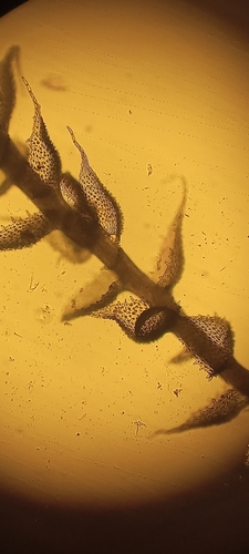 Myurella sibirica observed 2026-05-15