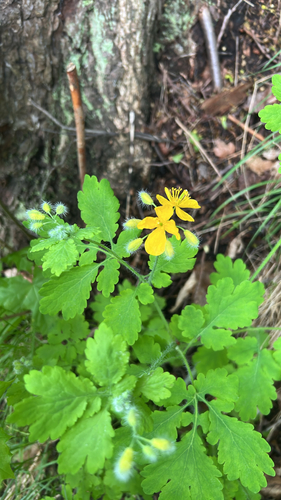 Greater celandine