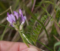 Purple Milk-vetch (Astragalus danicus)