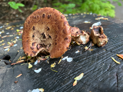 Dryad's Saddle