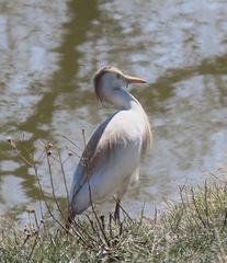 Bubulcus ibis