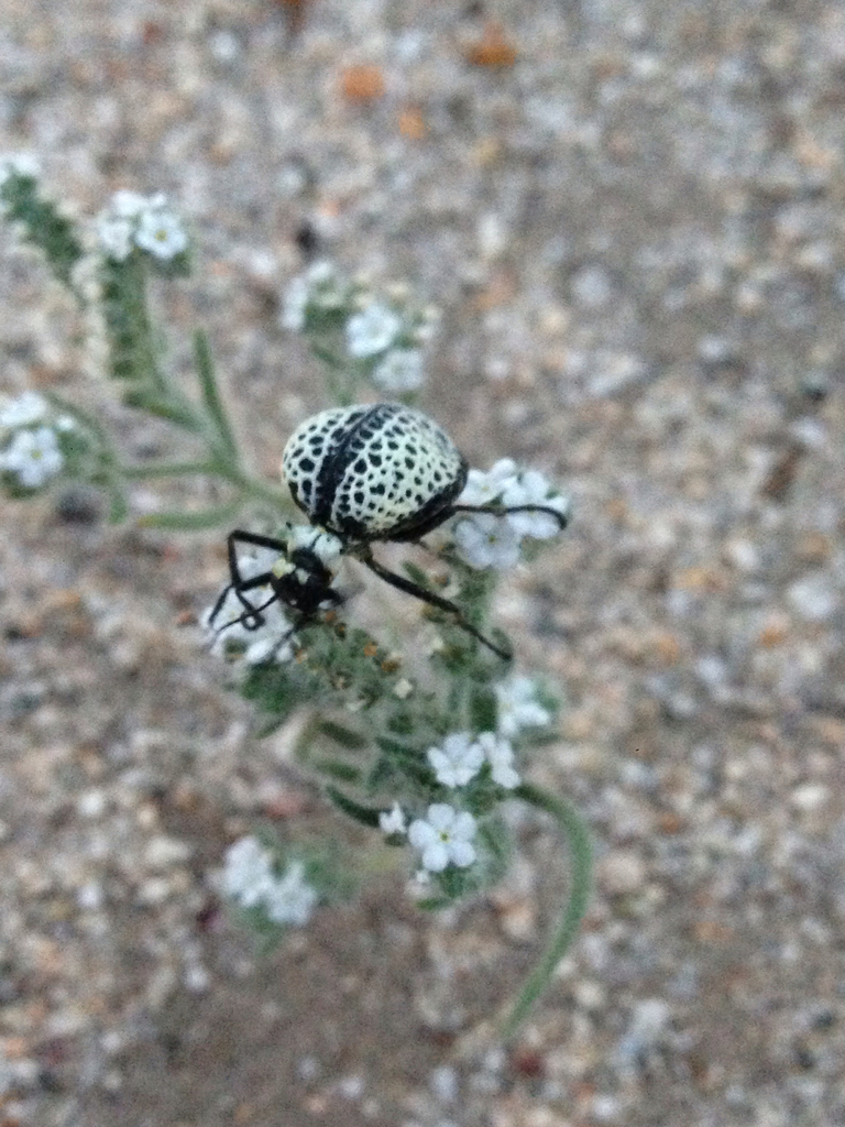 Inflated Beetle