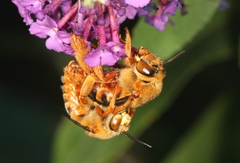 Amegilla bombiformis