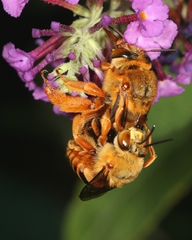 Amegilla bombiformis