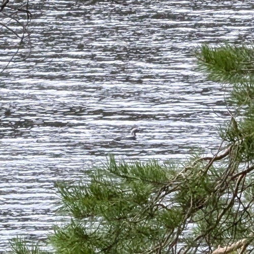 Arctic Loon