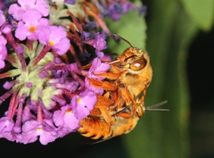 Amegilla bombiformis