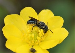 Osmia georgica