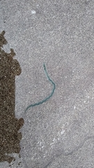 Phyllodocidae