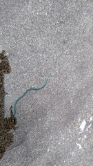Phyllodocidae