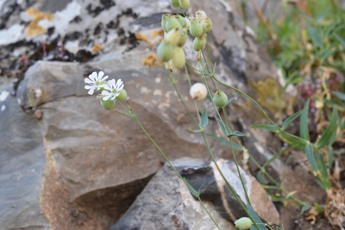 bladder campion