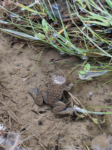 Yellow-bellied Toad