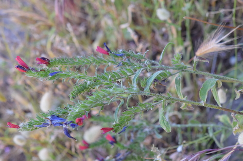 Echium creticum, photograph 4