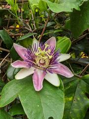 Passiflora alata × caerulea