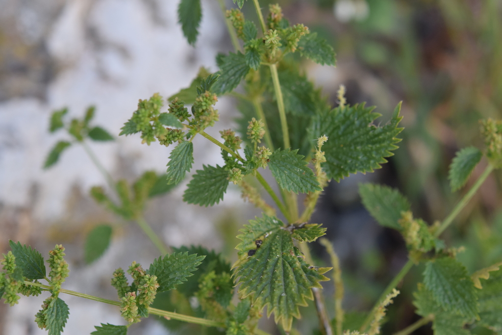 Urtica pilulifera; photograph (c) Mehdi Chetibi, some rights reserved (CC BY)