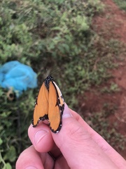 Danaus chrysippus dorippus
