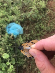 Danaus chrysippus dorippus