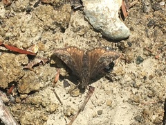 Erynnis persius borealis