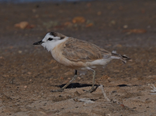 iNaturalist: (c) Matthieu Baudouin, some rights reserved (CC BY-NC), uploaded by Matthieu Baudouin iNaturalist image