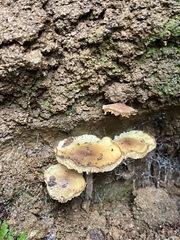 Galerina patagonica