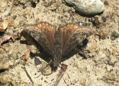Erynnis persius borealis
