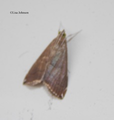 Trischistognatha pyrenealis