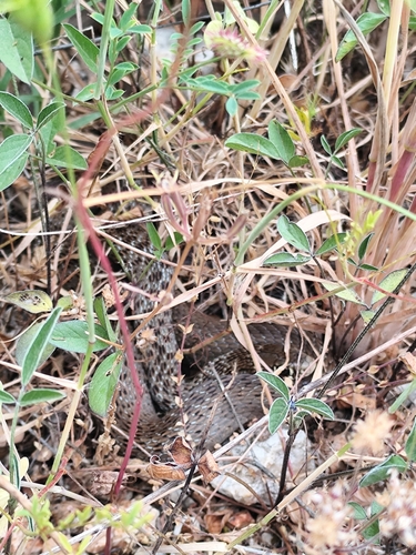 Balkan Whip Snake