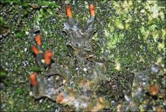 Peltigera dolichorhiza