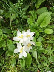 Thalictrum tuberosum, photograph author not stated, no rights reserved