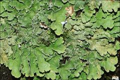 Pseudocyphellaria glabra