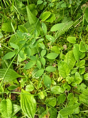 Thalictrum tuberosum, photograph 3