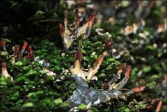 Peltigera dolichorhiza
