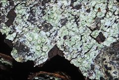 Pertusaria pertractata