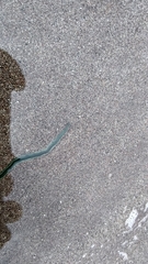Phyllodocidae