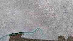 Phyllodocidae
