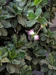 Barringtonia asiatica