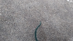 Phyllodocidae