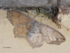 Hydatoscia ategua