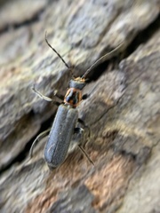 Cyrtomoptera divisa