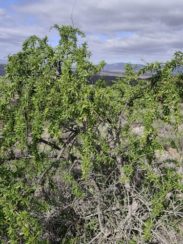 Lycium oxycarpum, photograph 5
