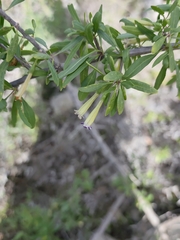 Lycium oxycarpum, photograph (c) Jeanette Clarke, some rights reserved (CC BY-SA)