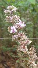 Hyptis rhytidea