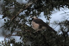 Eurocephalus ruppelli