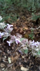 Hyptis rhytidea