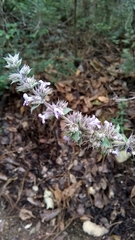 Hyptis rhytidea
