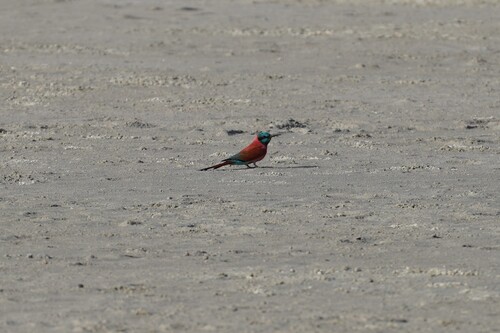 iNaturalist image
