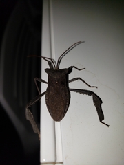 Acanthocephala declivis