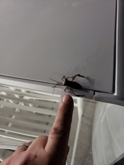 Acanthocephala declivis