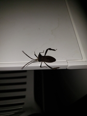 Acanthocephala declivis