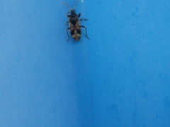 Scolopostethus affinis