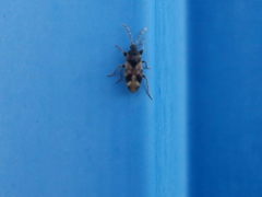 Scolopostethus affinis